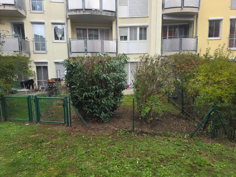 Kirschlorbeer zurückgeschnitten, Beet freigeräumt