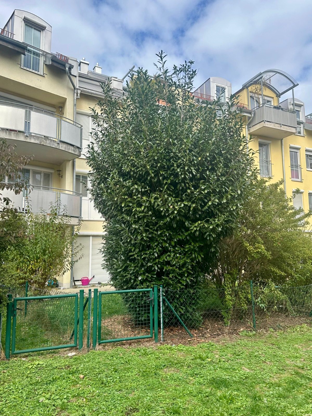 Vorher: hoch gewachsener Kirschlorbeer und Strauch hinter dem Gartenzaun einer Wohnanlage