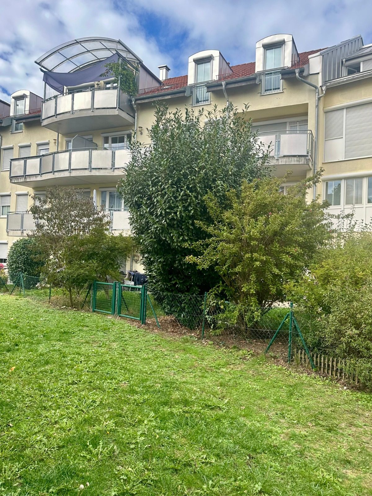 Vorher: Gesamtansicht von der Wiese – Kirschlorbeer und Strauch hoch vor dem Haus einer Wohnanlage gewachsen