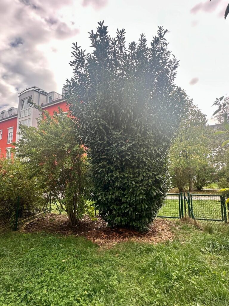 Kirschlorbeer im Garten vor dem Rückschnitt